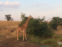 giraffe im akagera.jpg