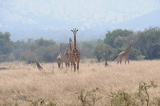 giraffen im akagerapark.JPG