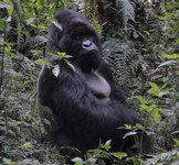gorilla-ruanda.jpg
