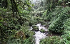 im dschungel nyungwepark.jpg