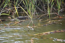 krokodilbaby am ihemasee im akagerapark.JPG