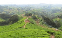 teeplantage in den 1000 hügeln.jpg